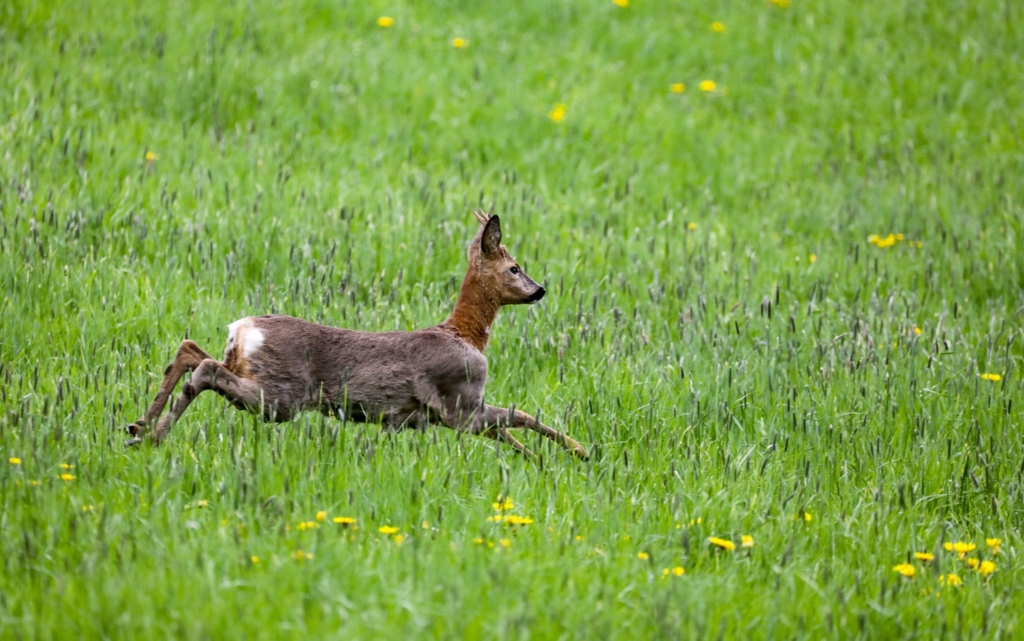 Jagdverband-Unfallgefahr-durch-liebestolles-Rehwild