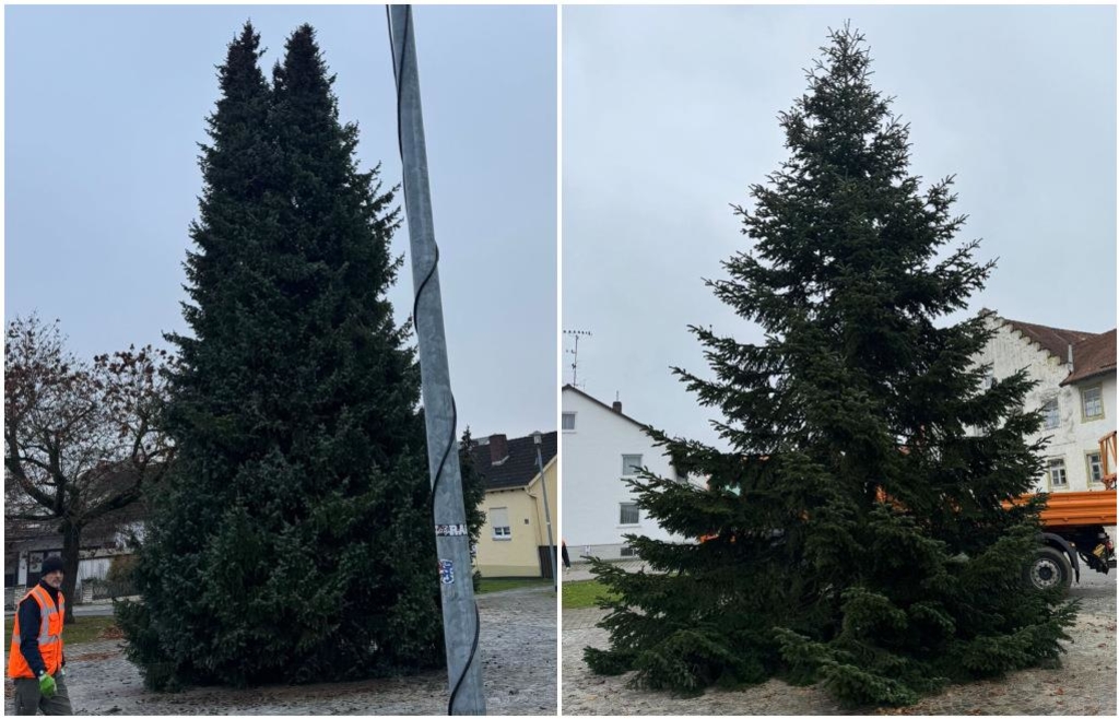 Am selben Tag gefällt: Warum Gerolfing kurzzeitig einen Christbaum mit zwei Spitzen hatte