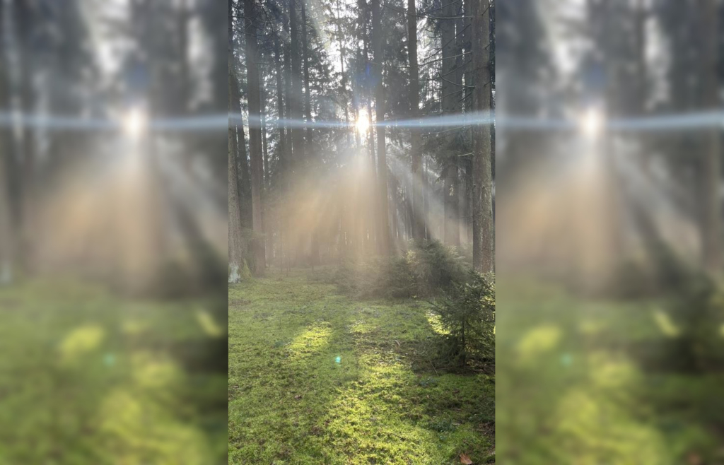 Leserin-macht-im-Wald-bei-Rinnberg-im-Landkreis-Pfaffenhofen-besondere-Entdeckung