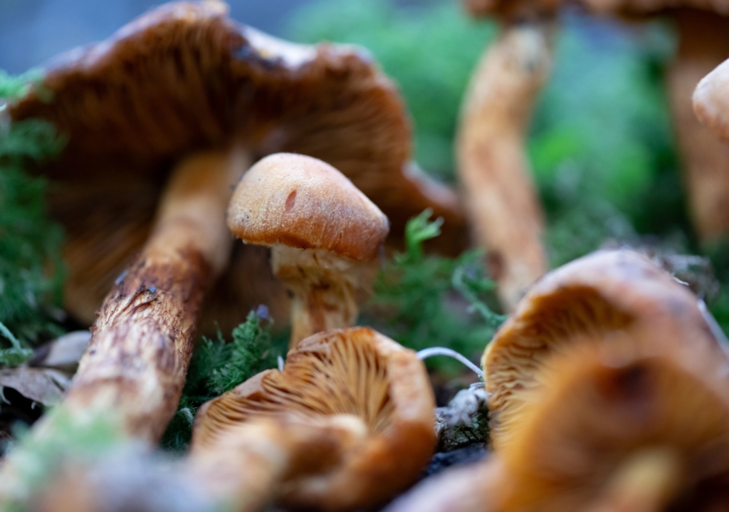 20-Prozent-der-bayerischen-Gro-pilzarten-sind-gef-hrdet