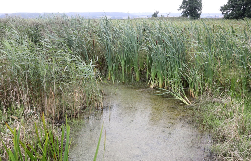Experte-Landwirtschaft-auf-Mooren-ist-endlich