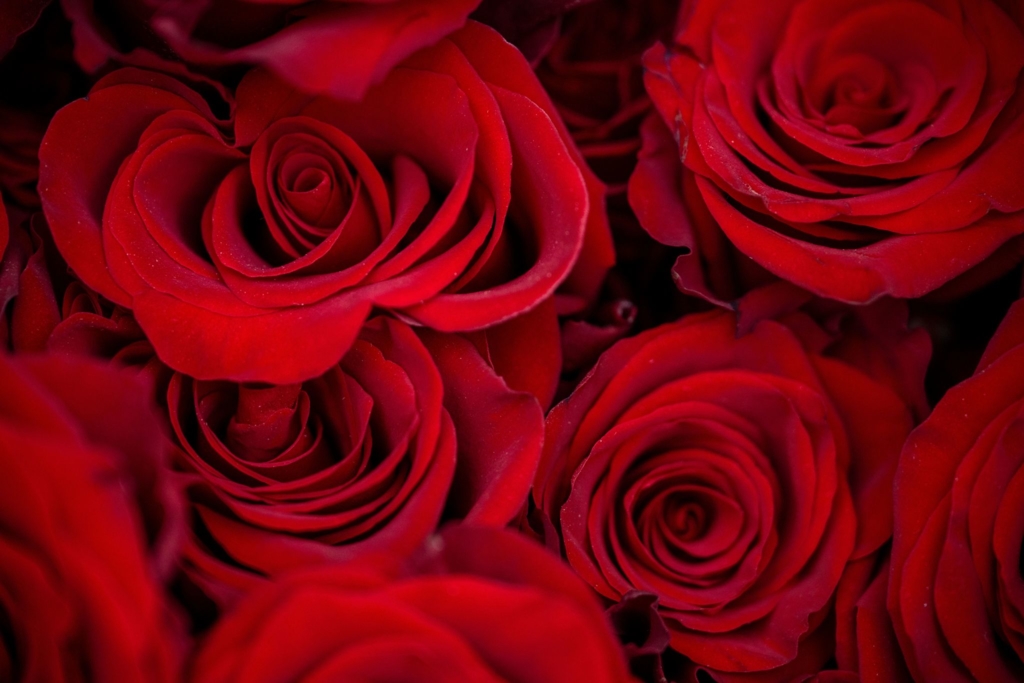 Zum-Valentinstag-wollen-weniger-Menschen-Geschenke-kaufen