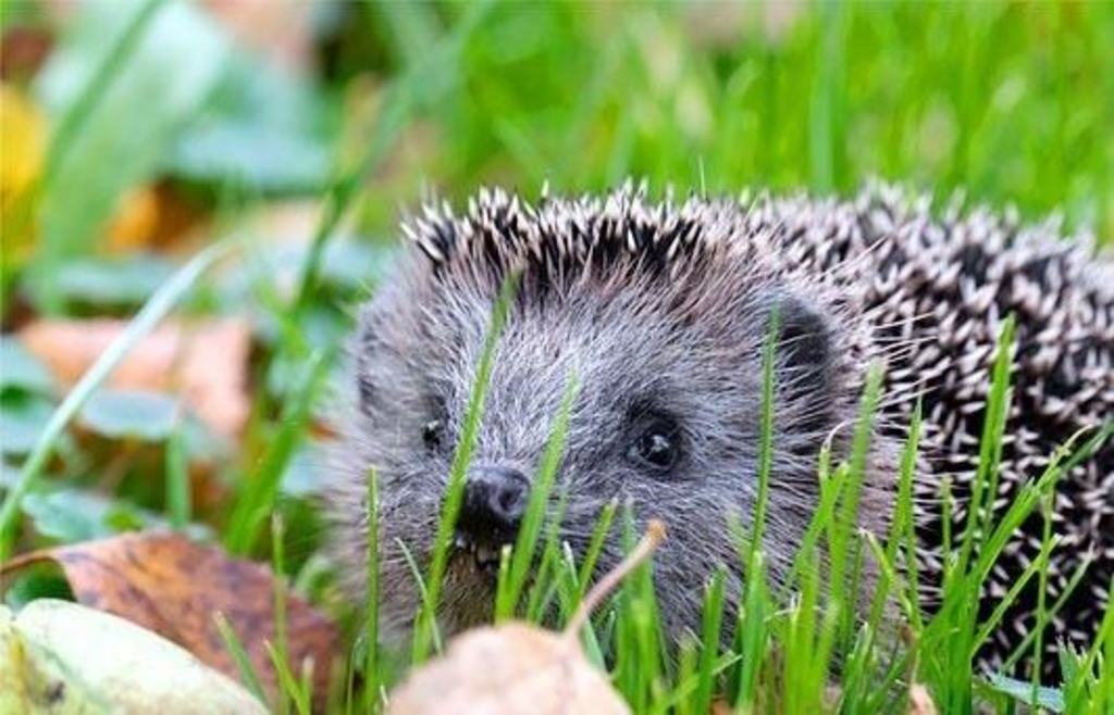 So kann man Igeln helfen: Einfach mal den Garten nicht aufräumen