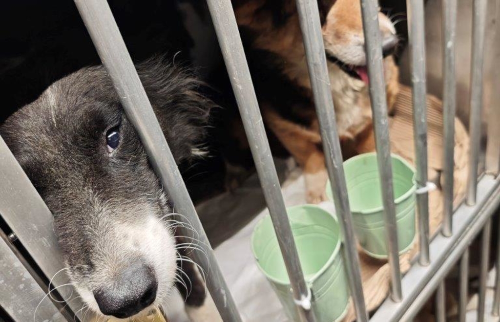 45-Tiere-in-viel-zu-kleinen-Boxen-Zoll-rettet-auf-A8-bei-Leipheim-Hunde-aus-Transporter