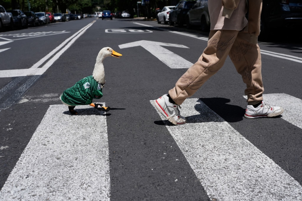 Mexikanische-Ente-macht-WM-Karriere