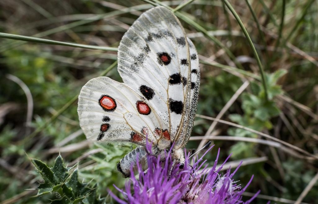 A wingbeat like tissue paper: This is how the Franconian Apollo butterfly ...