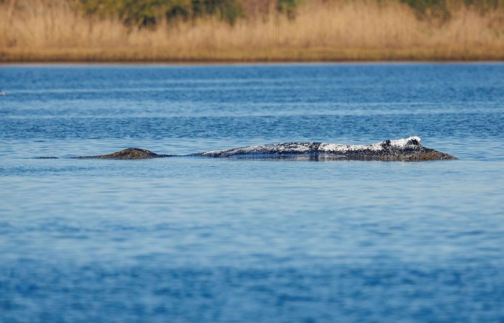 New concept for whale rescue under discussion: A barge could tow Timmy