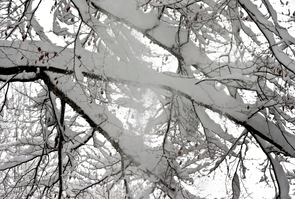 Ast-bricht-unter-Schneelast-Radfahrer-gestorben