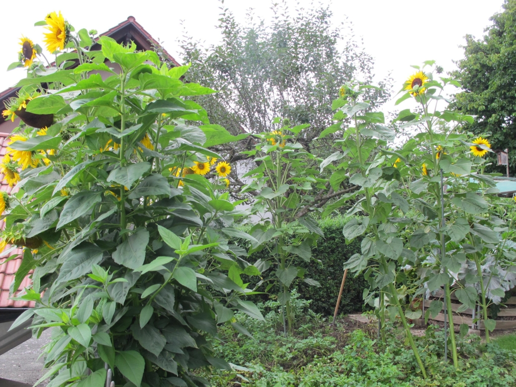 Ein Garten voller Sonnenblumen
