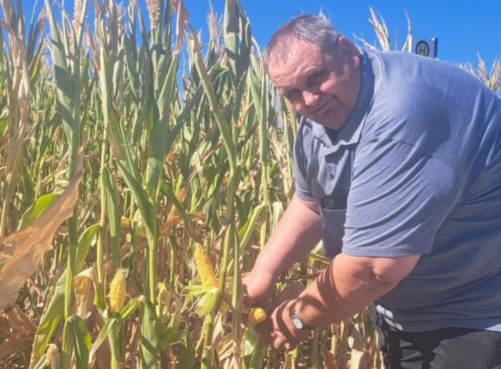 Hitze in Ingolstadt: Landwirte geraten durch Ernteausfälle in Not
