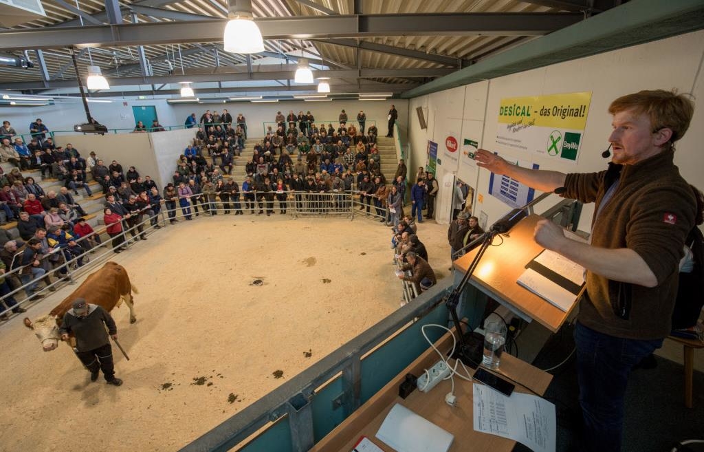 Zuchtviehmarkt-in-der-Donauhalle-in-Ingolstadt