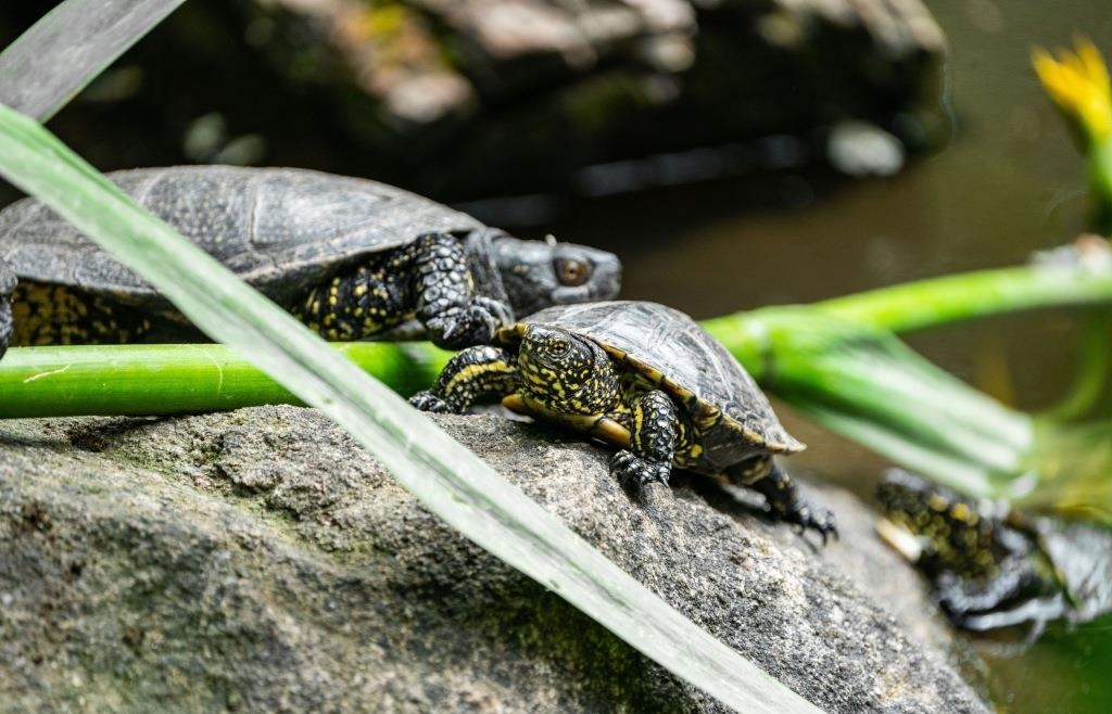 Tiergarten wildert Sumpfschildkröten aus
