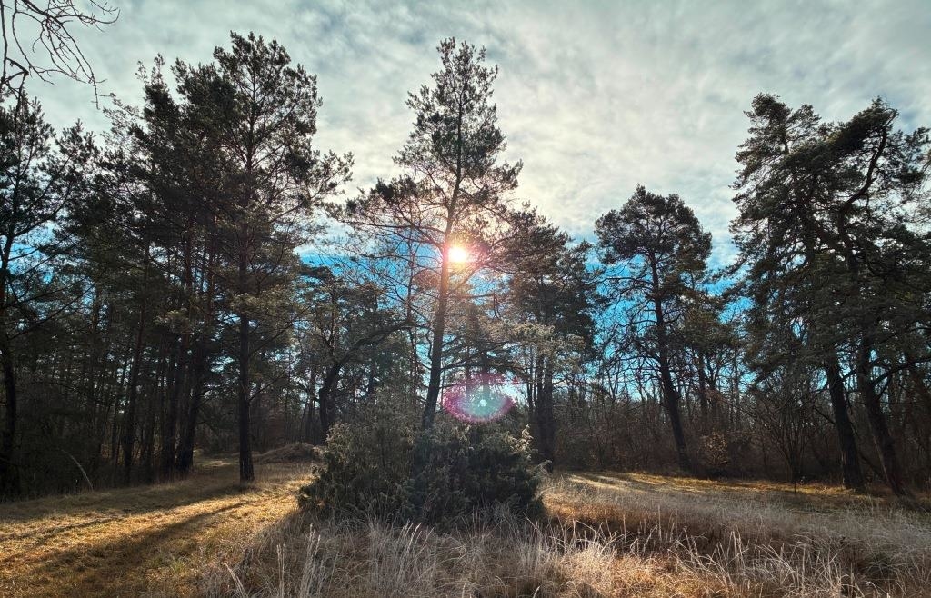 Freiwilligentag-im-Auwald-bei-Neuburg-So-k-nnen-B-rger-beim-Artenschutz-mithelfen