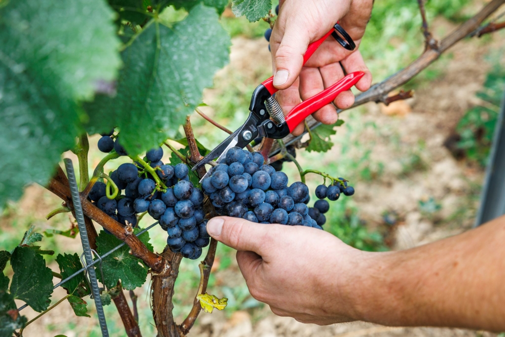 Verband-Deutscher-Weinanbau-steckt-in-historischer-Krise-