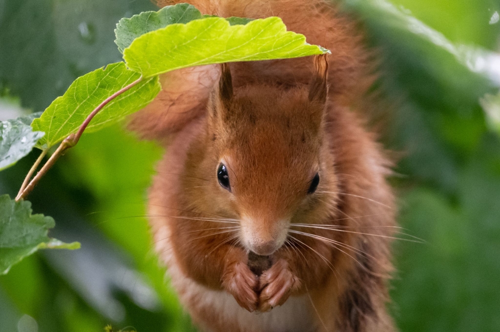 Bayern-sehen-meistens-rote-Eichh-rnchen