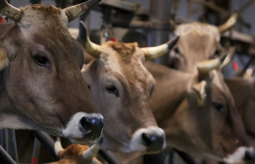 Escaped cow on Beilngries Altmühlberg is no longer alive